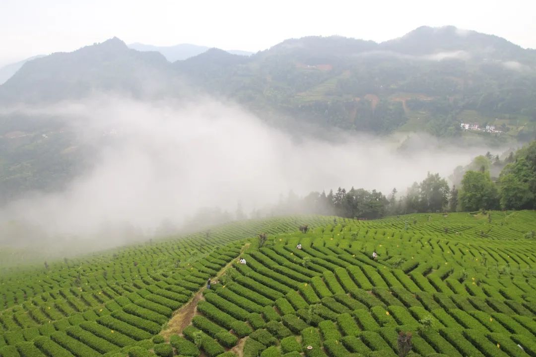 利川龙船富硒茶(利川龙船水乡风景区)-硒宝网