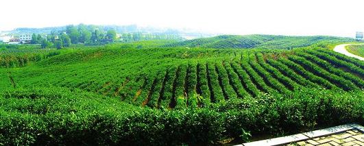 紫阳富硒茶保?。ㄗ涎舾晃杵放萍壑担?硒宝网