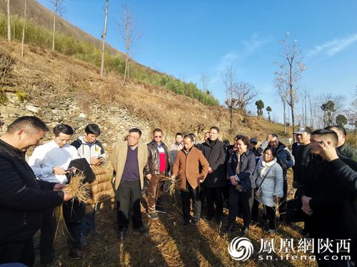 富硒茶 牛蹄镇（富硒牛蒡茶作用）-硒宝网