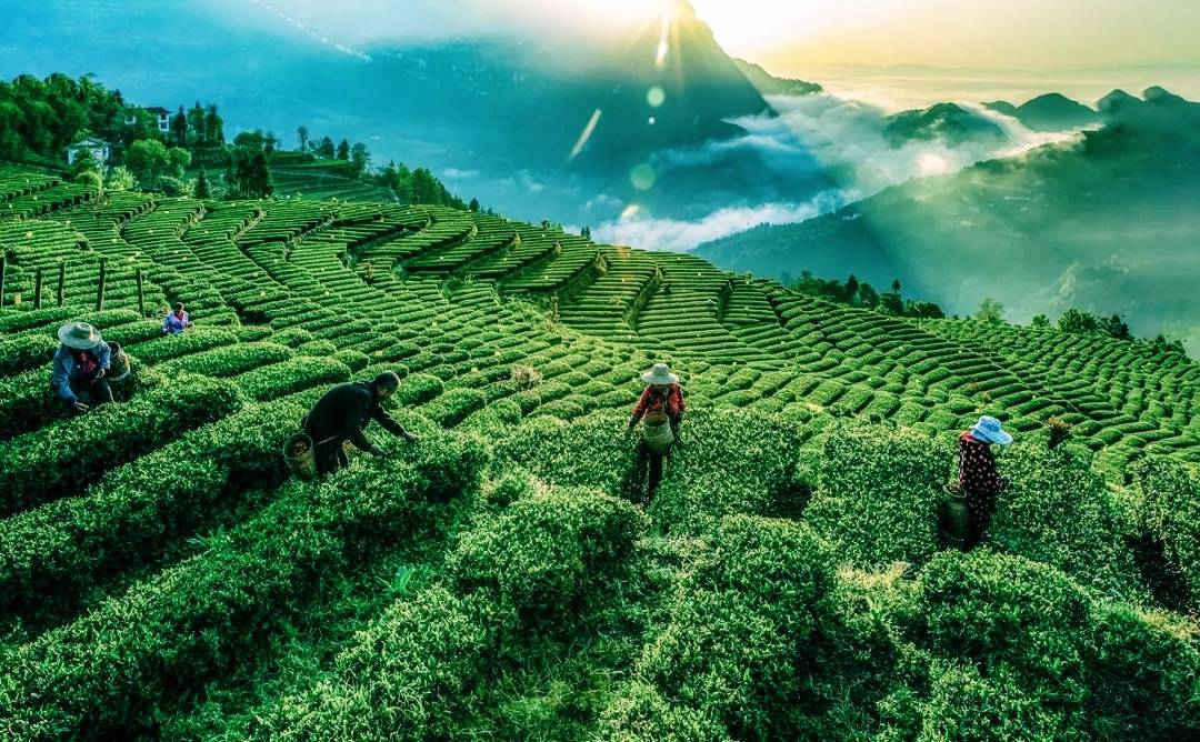 恩施富硒茶现状(恩施富硒茶文化的内涵有)-硒宝网
