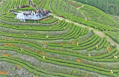 福建寿宁富硒茶（福建寿宁茶厂）-硒宝网