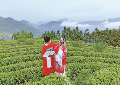 福建寿宁富硒茶（福建寿宁茶厂）-硒宝网