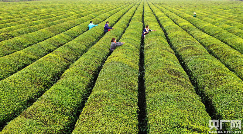 安康富硒茶公示(安康富硒茶地理标志)-硒宝网