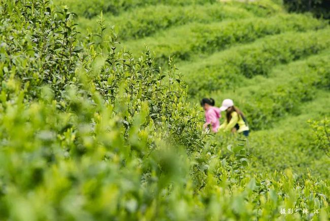 安康富硒茶公示(安康富硒茶地理标志)-硒宝网