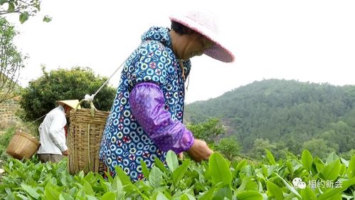 广东湛江富硒茶(湛江茶庄)-硒宝网