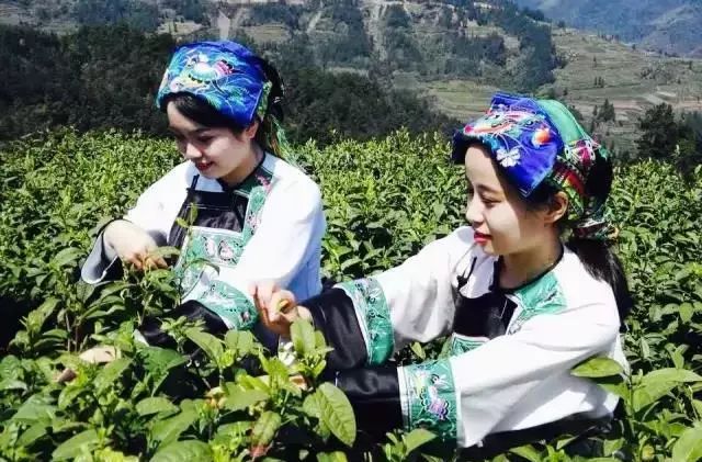 福建寿宁富硒茶（寿宁富硒大米）-硒宝网