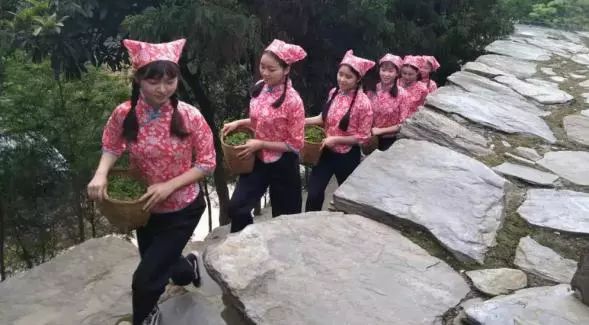 福建寿宁富硒茶（寿宁富硒大米）-硒宝网