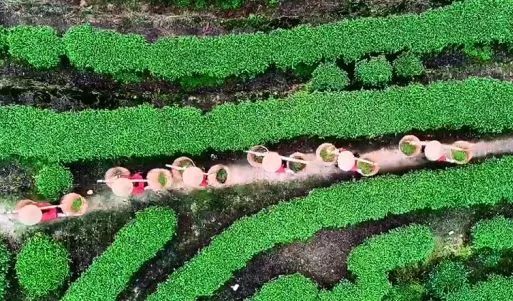 福建寿宁富硒茶（寿宁富硒大米）-硒宝网