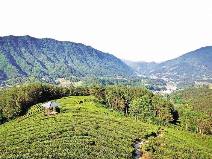 净土商城富硒茶（净土产品）-硒宝网