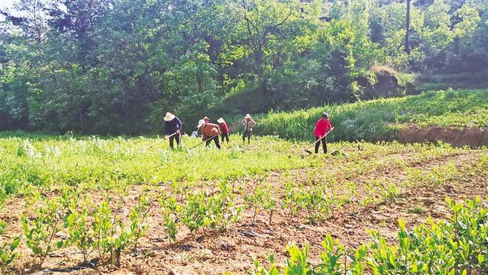 净土商城富硒茶（净土产品）-硒宝网