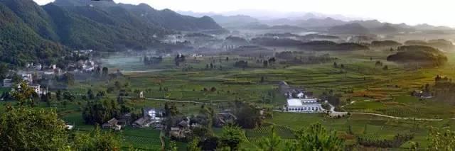 海峡富硒有机茶(富硒茶的功效)-硒宝网