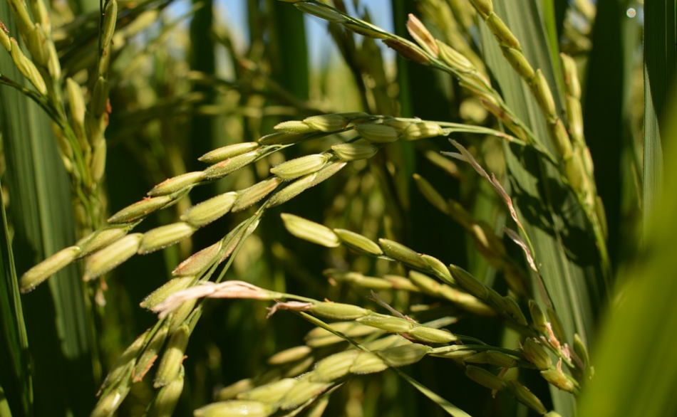 重庆富硒茶供应（重庆富硒农产品）-硒宝网