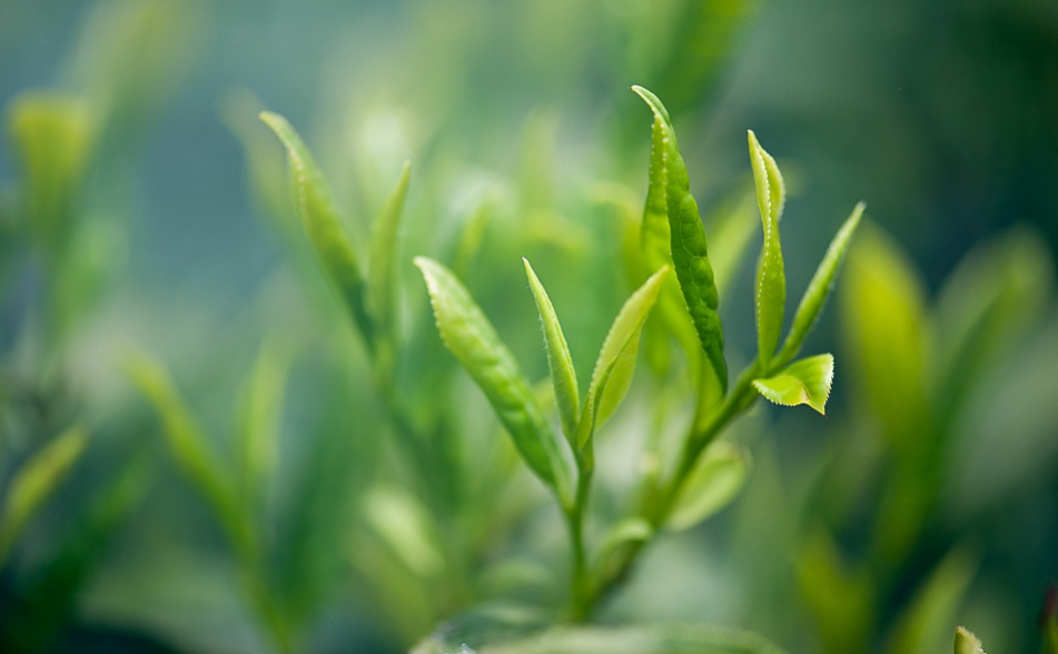 重庆富硒茶供应（重庆富硒农产品）-硒宝网