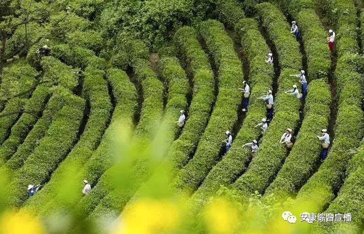 紫阳富硒茶背景(紫阳富硒茶100克价格表)-硒宝网