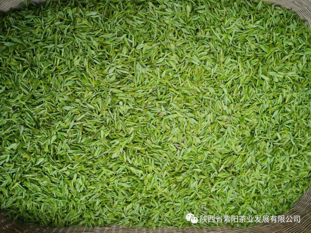 紫阳富硒茶鉴别(富硒紫阳茶多少钱一斤)-硒宝网