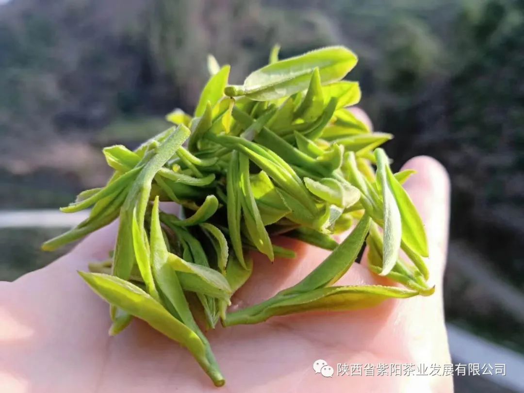紫阳富硒茶鉴别(富硒紫阳茶多少钱一斤)-硒宝网