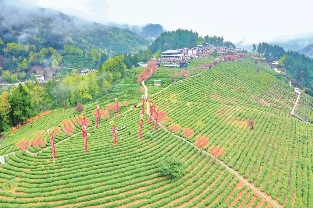 紫阳富硒茶背景(富硒紫阳茶多少钱一斤)-硒宝网