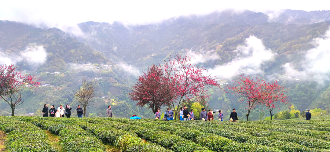 紫阳富硒茶背景(富硒紫阳茶多少钱一斤)-硒宝网