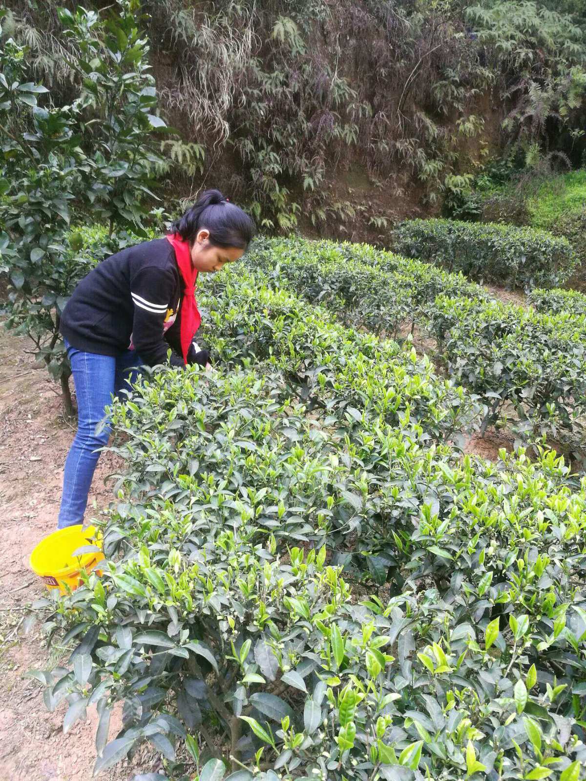 紫阳富硒茶英语(富硒茶英语怎么说)-硒宝网