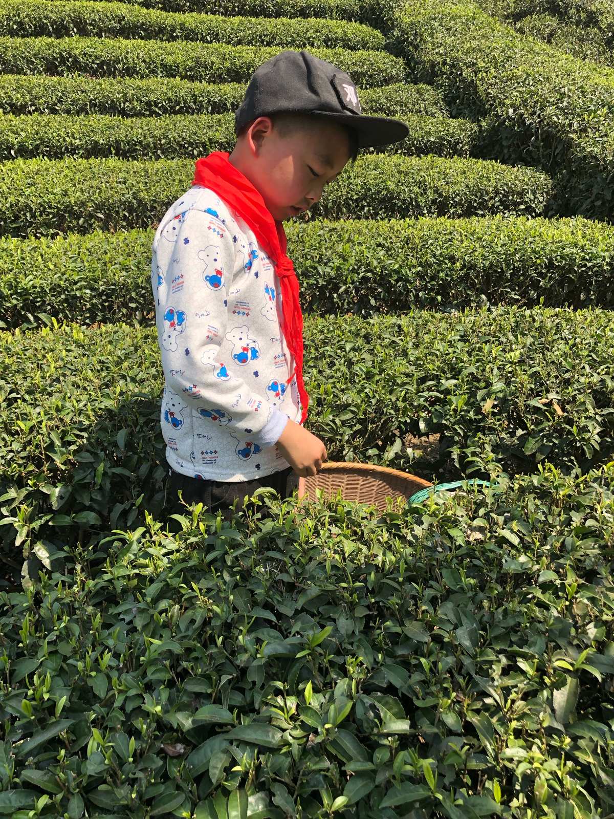 紫阳富硒茶英语(富硒茶英语怎么说)-硒宝网