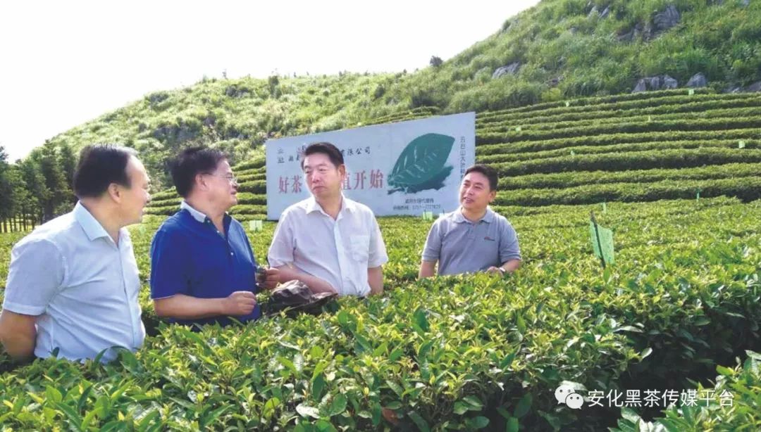 富硒茶税收调查(富硒茶与蒲公英茶)-硒宝网