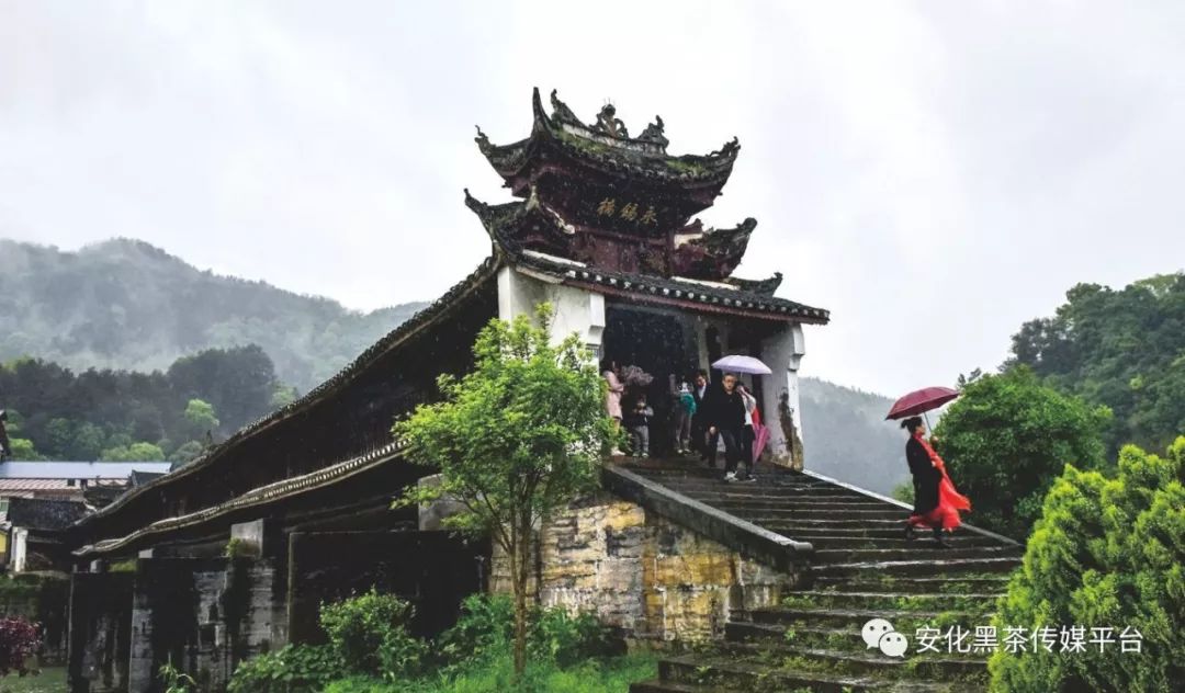 富硒茶税收调查(富硒茶与蒲公英茶)-硒宝网