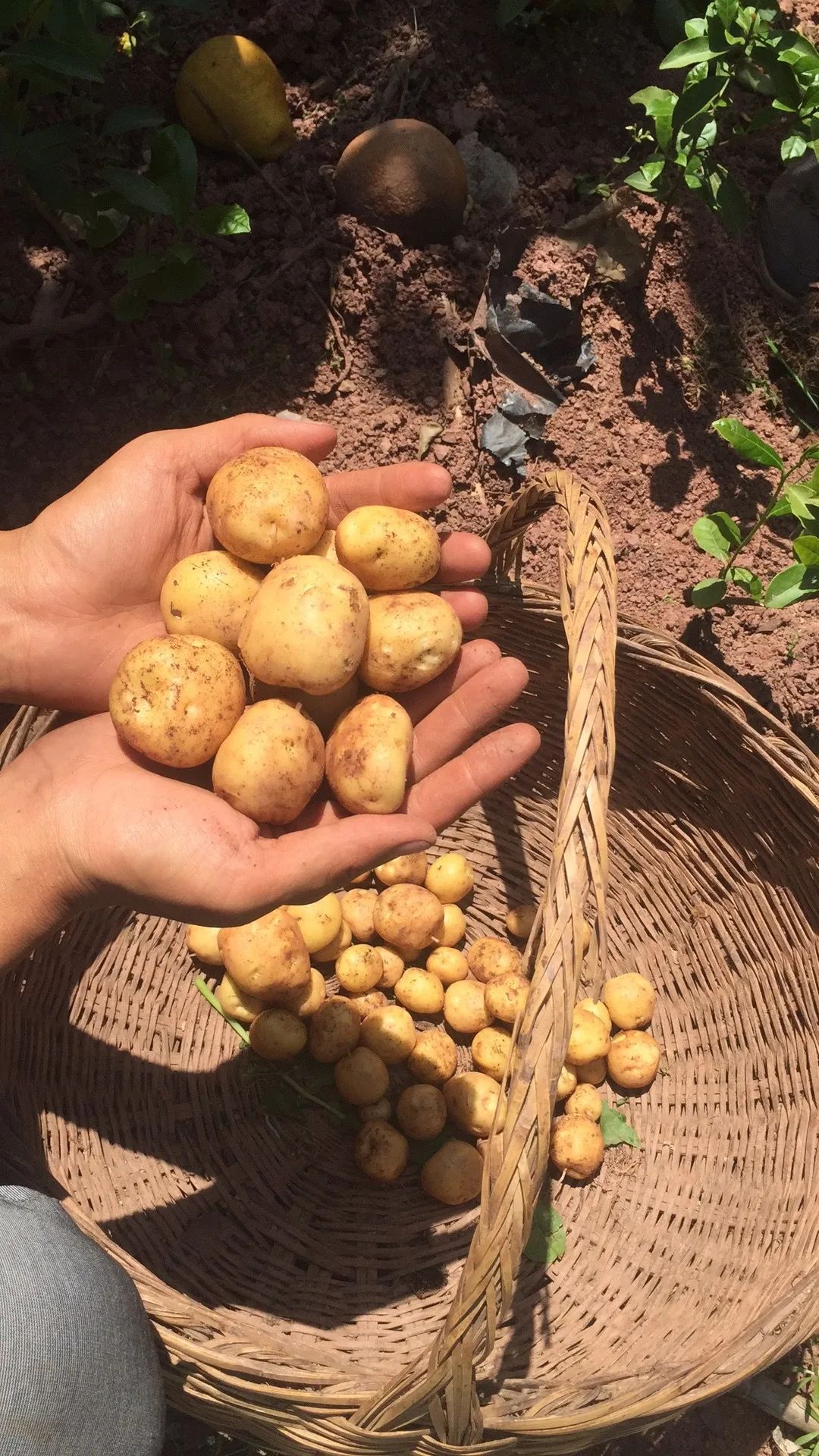 利川富硒茶品牌（湖北利川富硒产品硒片）-硒宝网