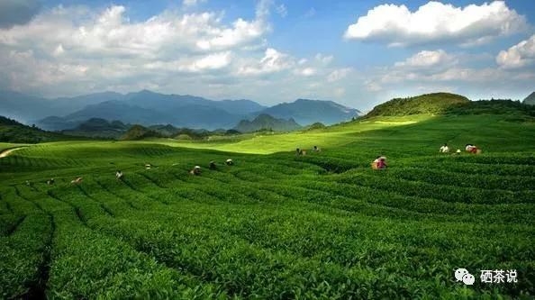 世界顶级富硒茶(最好的富硒茶是哪里产的)-硒宝网