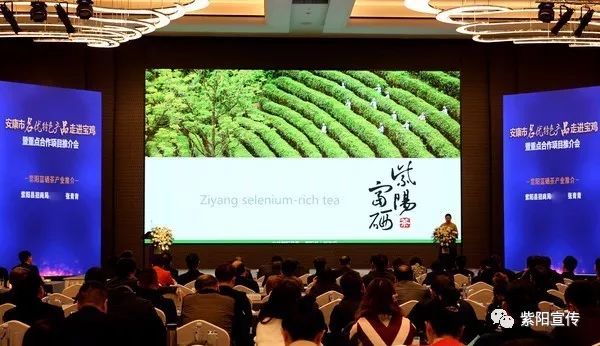 紫阳富硒茶鉴别(紫阳富硒茶怎么辨别真假)-硒宝网