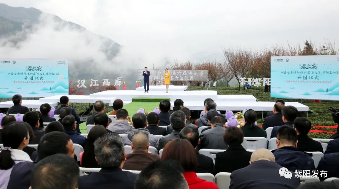 紫阳富硒茶背景（紫阳富硒茶哪个牌子好）-硒宝网