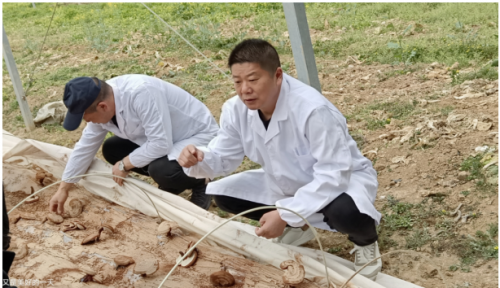 野生富硒帝皇茶（帝皇养生茶）-硒宝网