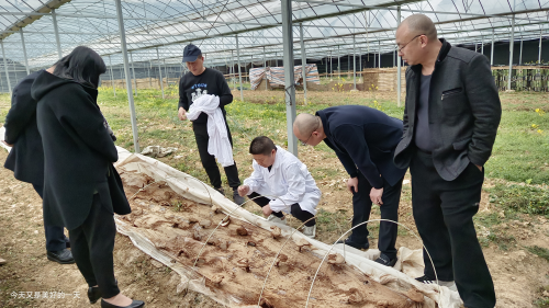 野生富硒帝皇茶（帝皇养生茶）-硒宝网