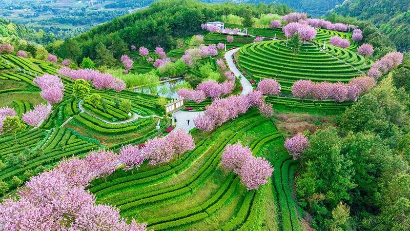 高山富硒茶介绍(高山富硒茶功效)-硒宝网