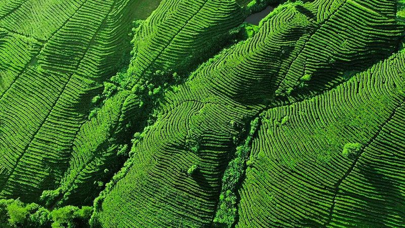 高山富硒茶介绍(高山富硒茶功效)-硒宝网