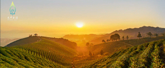 高山富硒茶介绍(高山富硒茶功效)-硒宝网