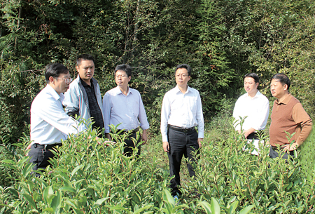 紫阳富硒茶产量(紫阳富硒茶多少钱一斤)-硒宝网