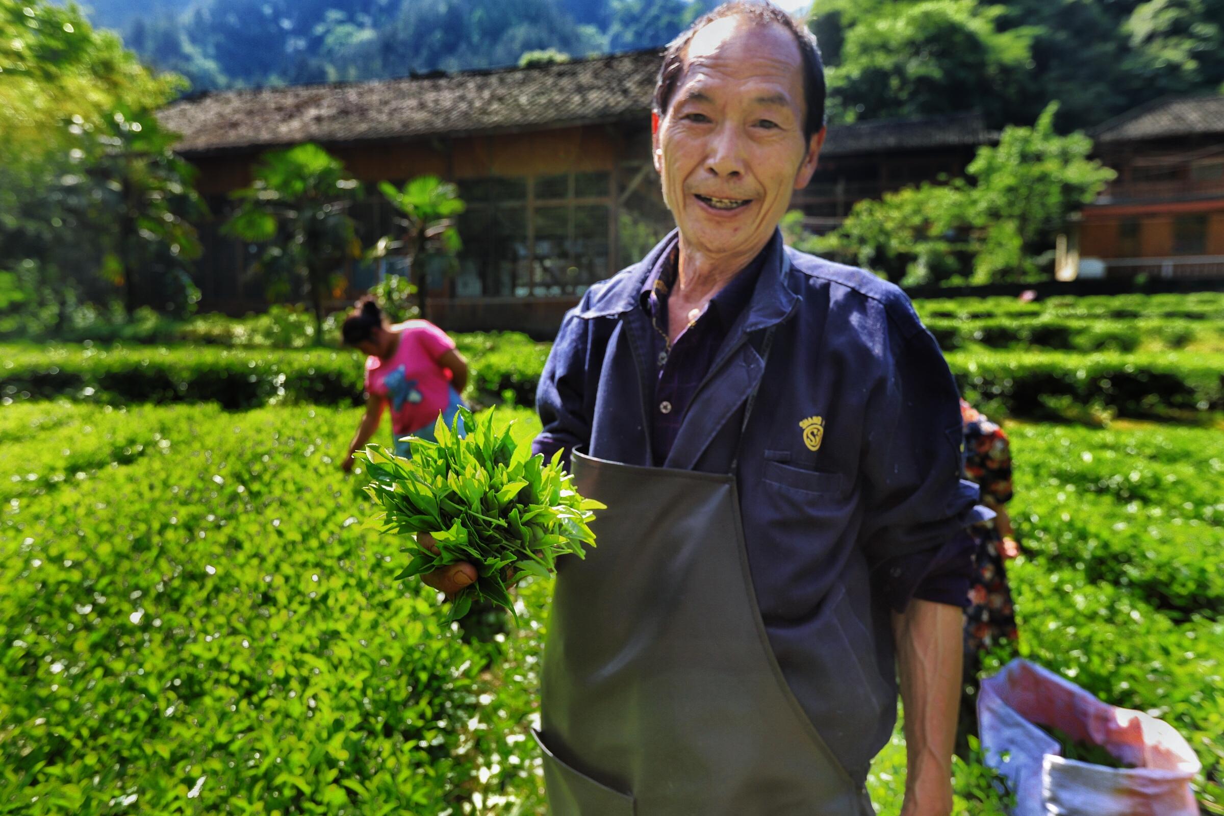 贵州富硒茶绿茶（富硒绿茶的主要特征是什么）-硒宝网