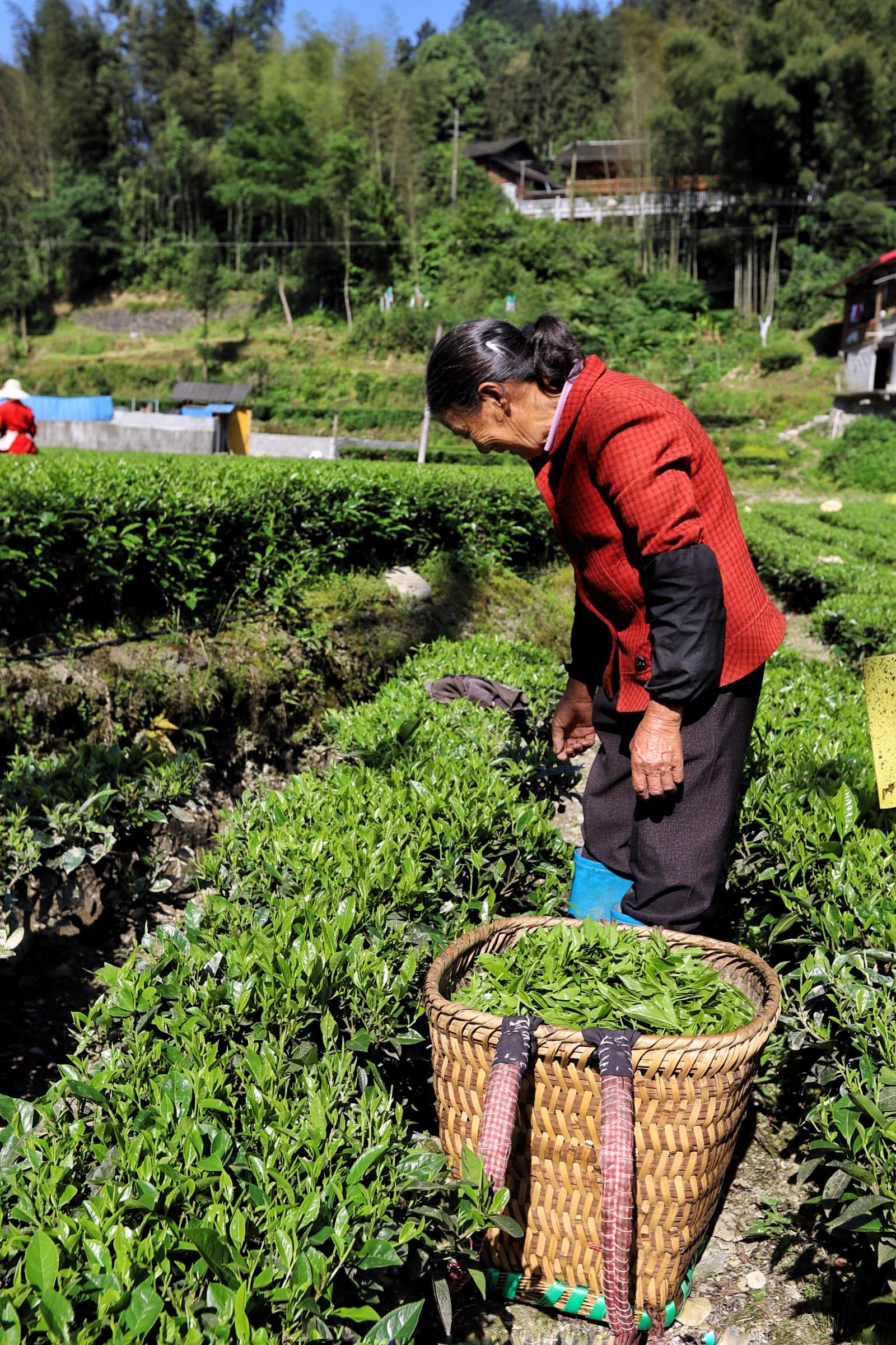 贵州富硒茶绿茶（富硒绿茶的主要特征是什么）-硒宝网