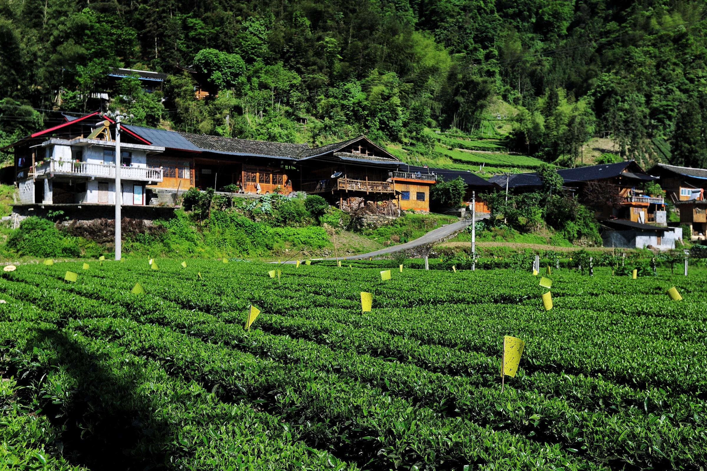 贵州富硒茶绿茶（富硒绿茶的主要特征是什么）-硒宝网