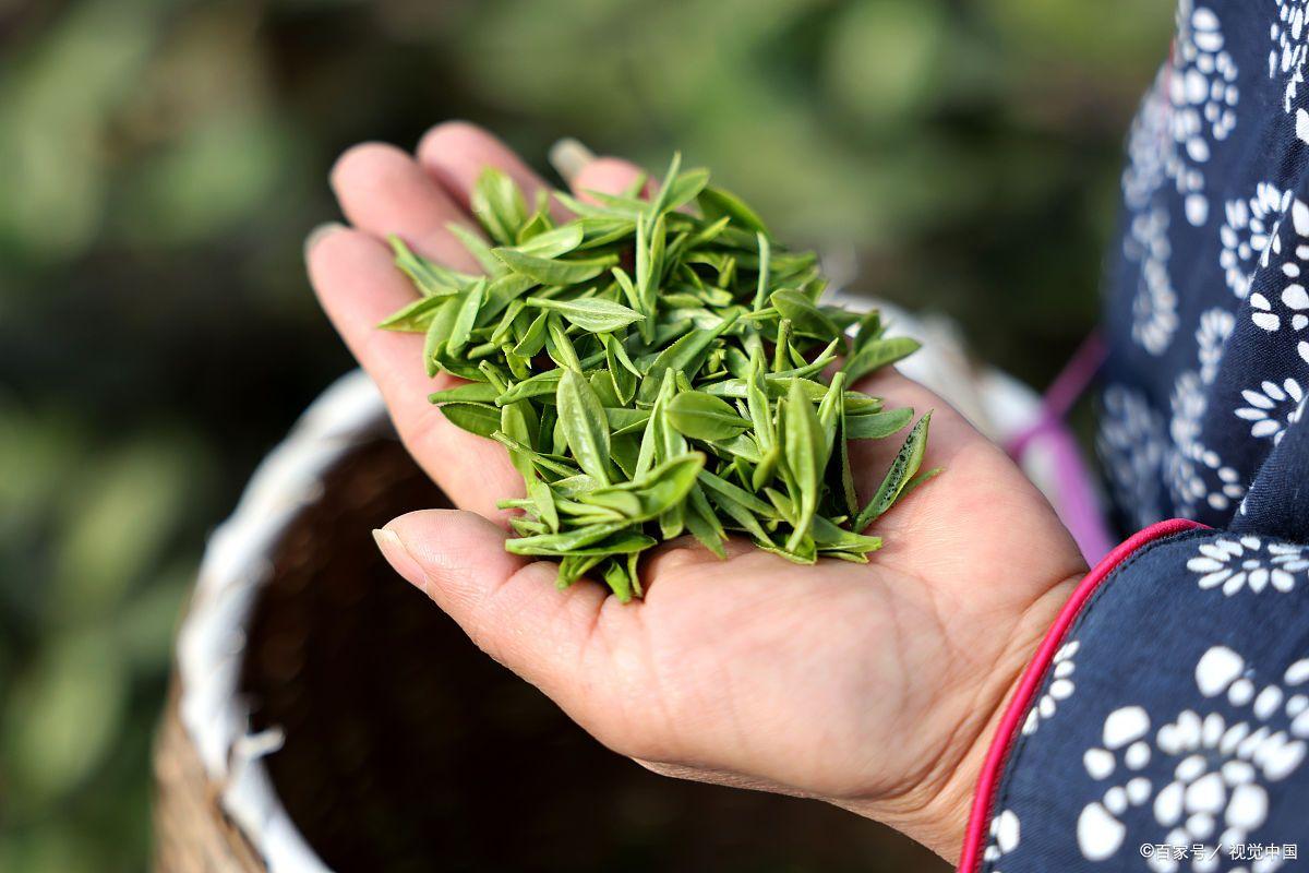 贵州富硒茶绿茶（贵州富硒绿茶多少钱一斤）-硒宝网