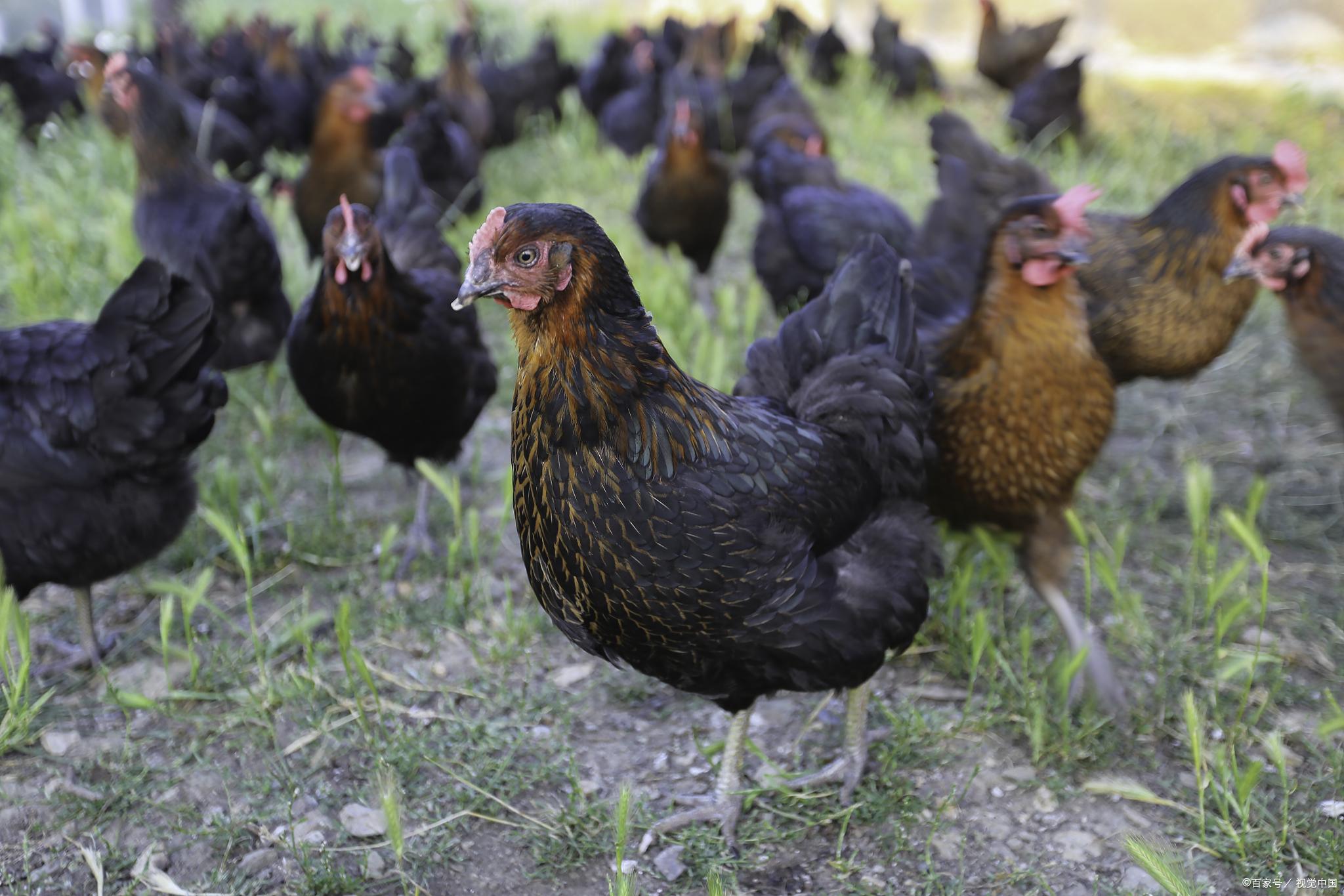 贵州富硒茶绿茶（贵州富硒绿茶多少钱一斤）-硒宝网