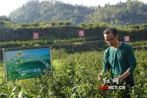 紫阳富硒茶产量（紫阳富硒茶品牌价值）-硒宝网