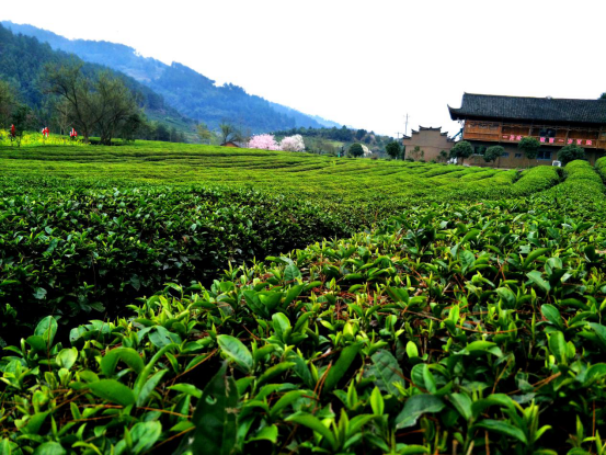 富硒黄金茶作用(黄金茶的好处)-硒宝网
