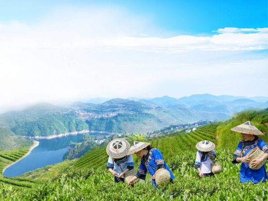 富硒黄金茶作用(黄金茶的好处)-硒宝网