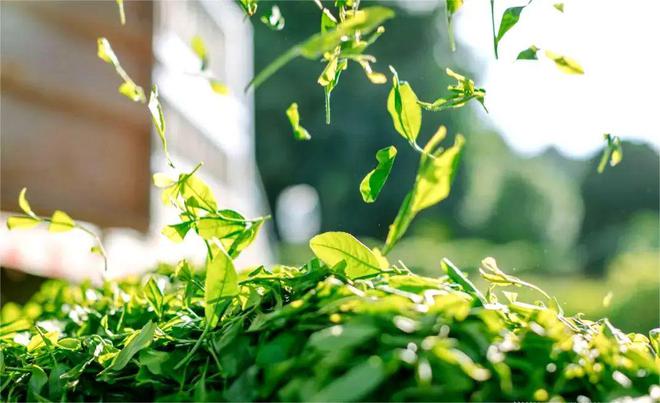 同安富硒有机茶(富硒茶具)-硒宝网