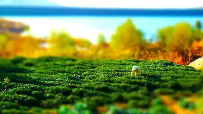 同安富硒有机茶(富硒茶具)-硒宝网