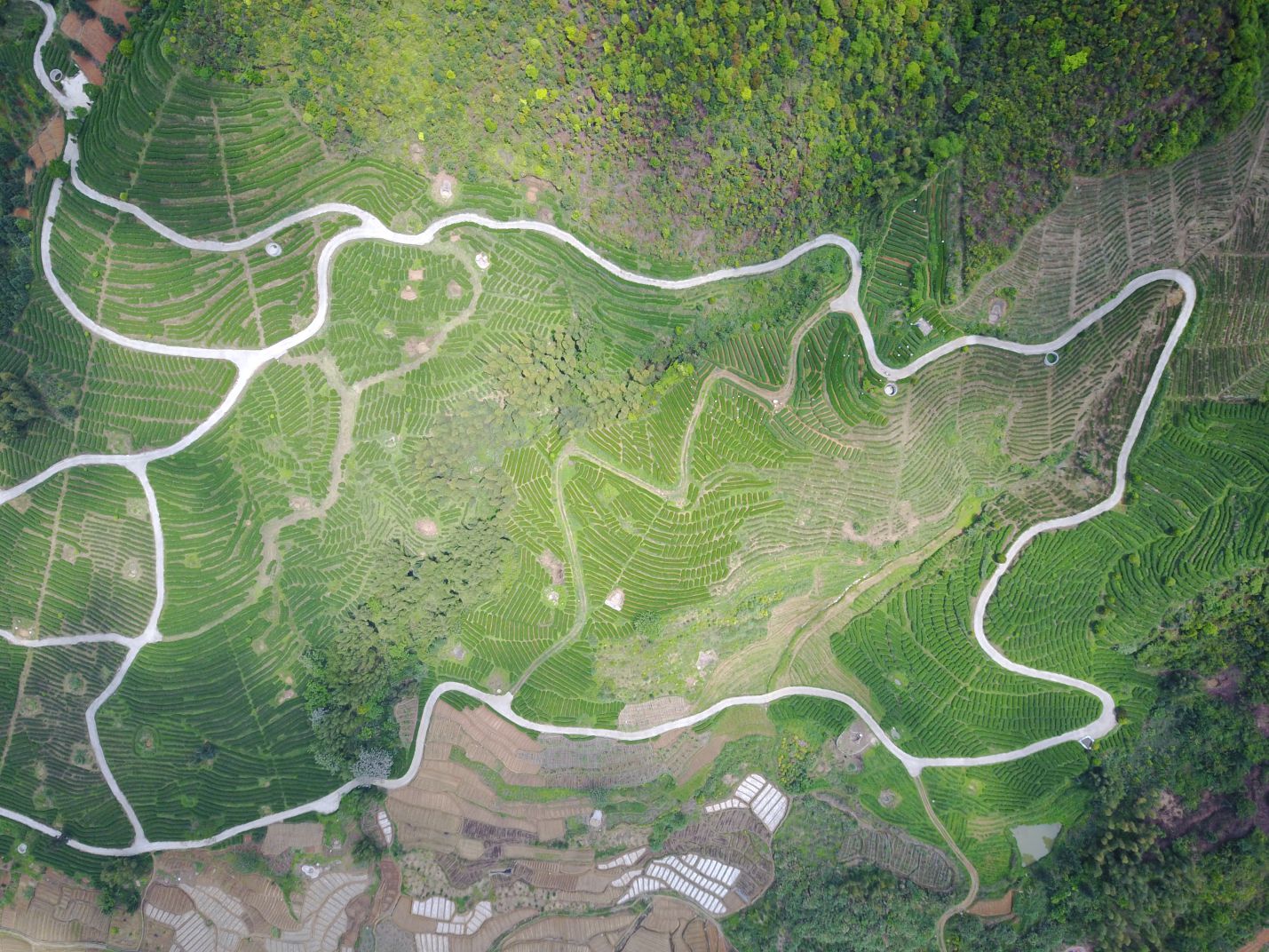 同安富硒有机茶(福建富硒茶)-硒宝网