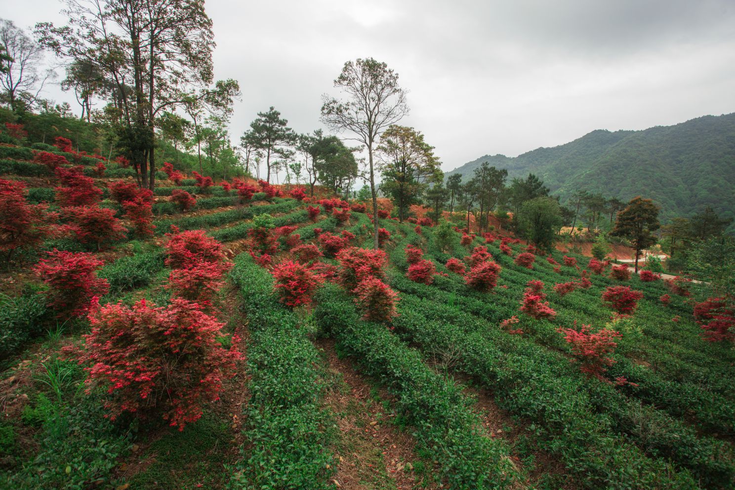 同安富硒有机茶(福建富硒茶)-硒宝网