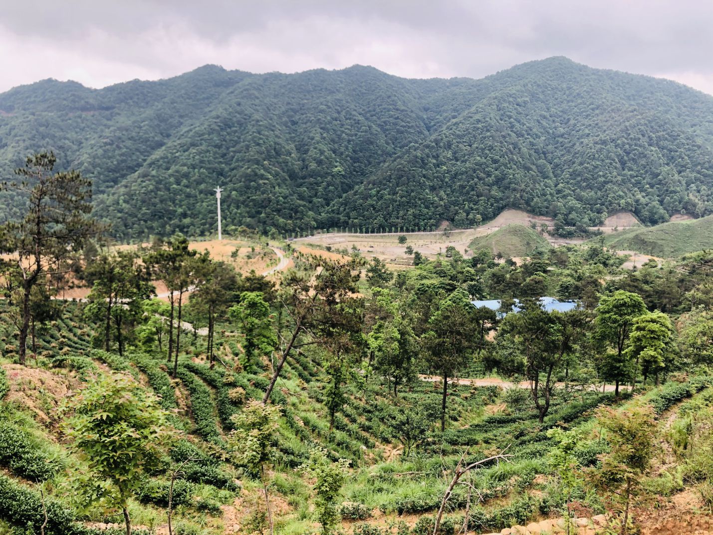 同安富硒有机茶(福建富硒茶)-硒宝网