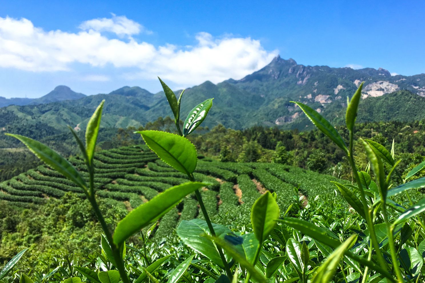 同安富硒有机茶(福建富硒茶)-硒宝网